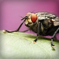 /album/groupraracesscos/photolia-a08-jpg/